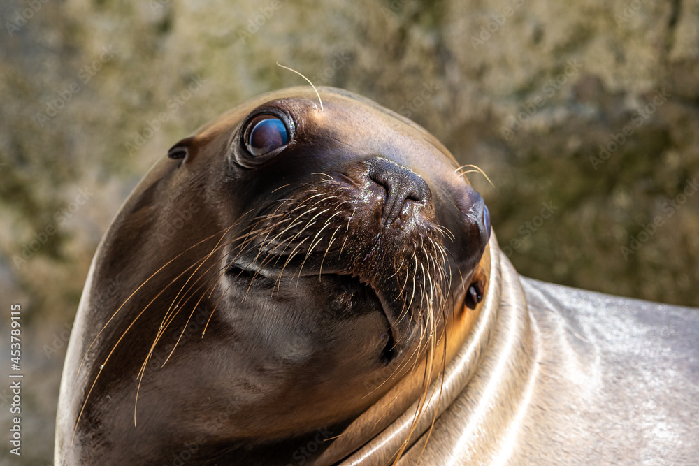 Fototapeta premium The South American sea lion, Otaria flavescens in the zoo