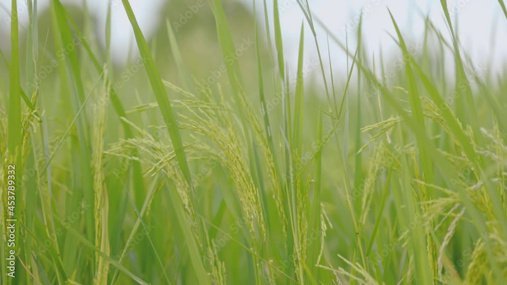 Rice in the fields winds concept. it vegetable for good health. 4k resolution. Rice in the fields winds concept. it vegetable for good health. 4k resolution.