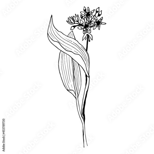 Allium ursinum Vector botanical illustration in a linear  sketch style medicinal herb