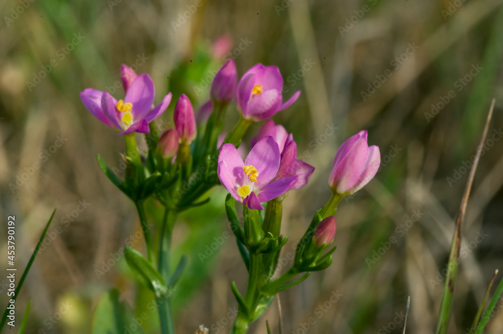 Bittere Veldkers - Common Centaury in Bloom Bittere Veldkers - Common Centaury in Bloom