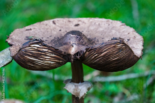 mushroom in the forest