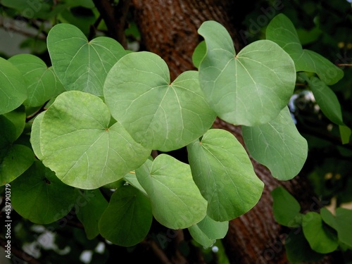 green leaves of  Cersis siliquastrum - judastree photo