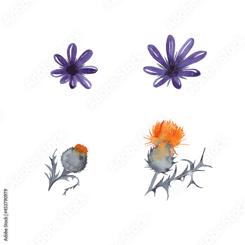 Halloween decorative violet and orange flowers. Thorn thistle and dark daisies. Watercolor hand painted isolated elements on white background. © Na.Ko.