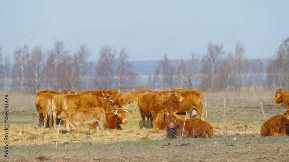 Group of brown cows gathered on the ground inside the farm eating some hays in Estonia Group of brown cows gathered on the ground inside the farm eating some hays in Estonia