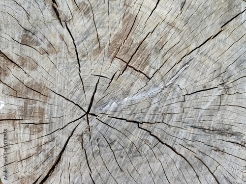 Natural rought wood background texture