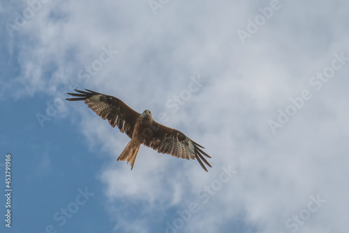 osprey in flight © NJ