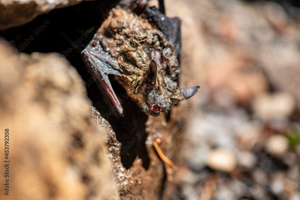 bat on rocks bat on rocks