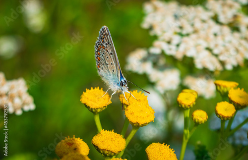 a little butterfly on yellow wildflowers © Dva4e_410