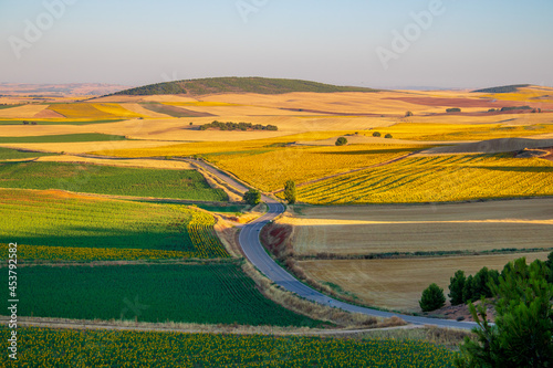 Sunrise over sunflower fields in Spain