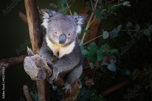 Closeup of a cute sleepy koala bear on a tree