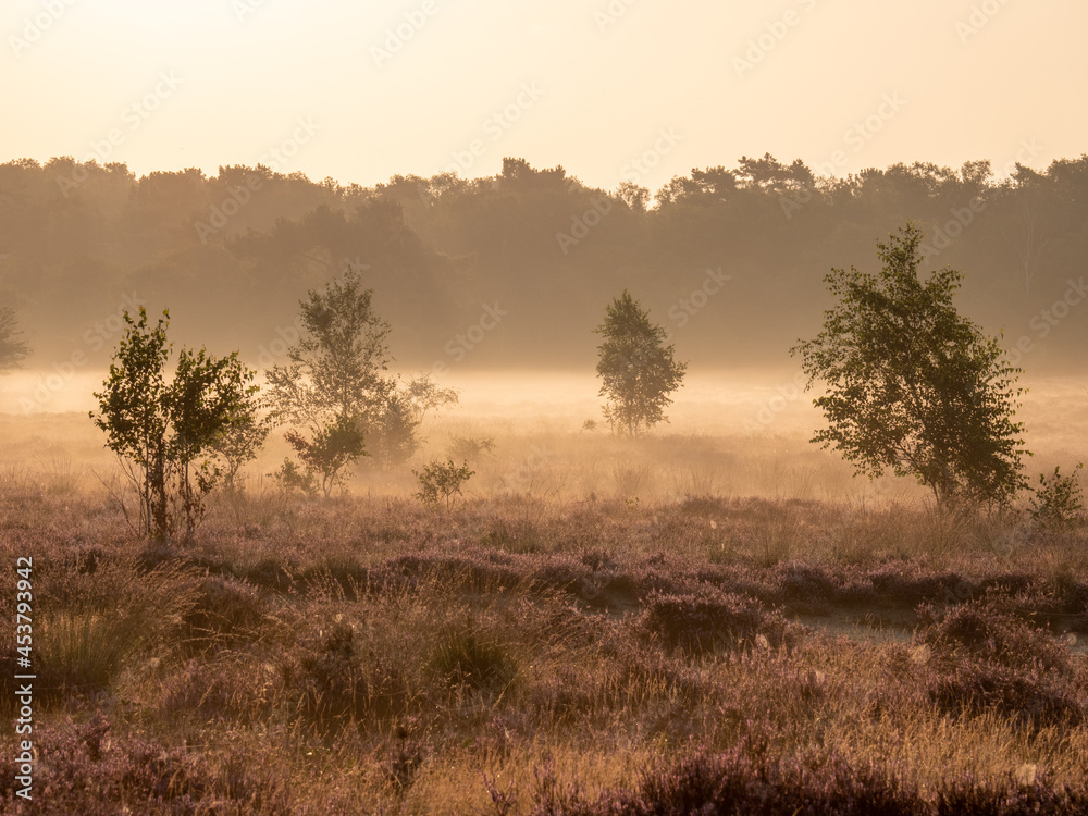 Early morning landscape with trees, fog, heather and upcoming sun