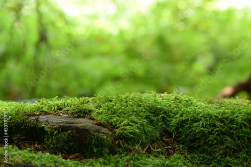 Moss on stones, green forest background, green moss, natural background, bokeh empty space, space for text.