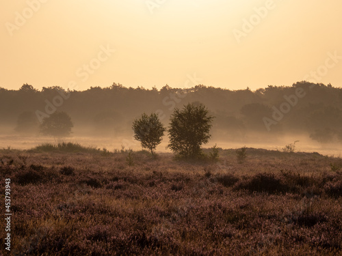 Early morning landscape with trees, fog, heather and upcoming sun © MyStockVideo
