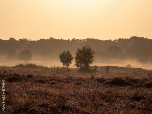 Early morning landscape with trees, fog, heather and upcoming sun