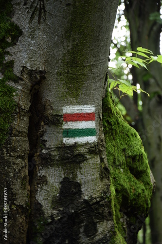 Designation of the tourist trail on a tree in Beskid Mountains, Poland. Colored signs indicating hiking trails.