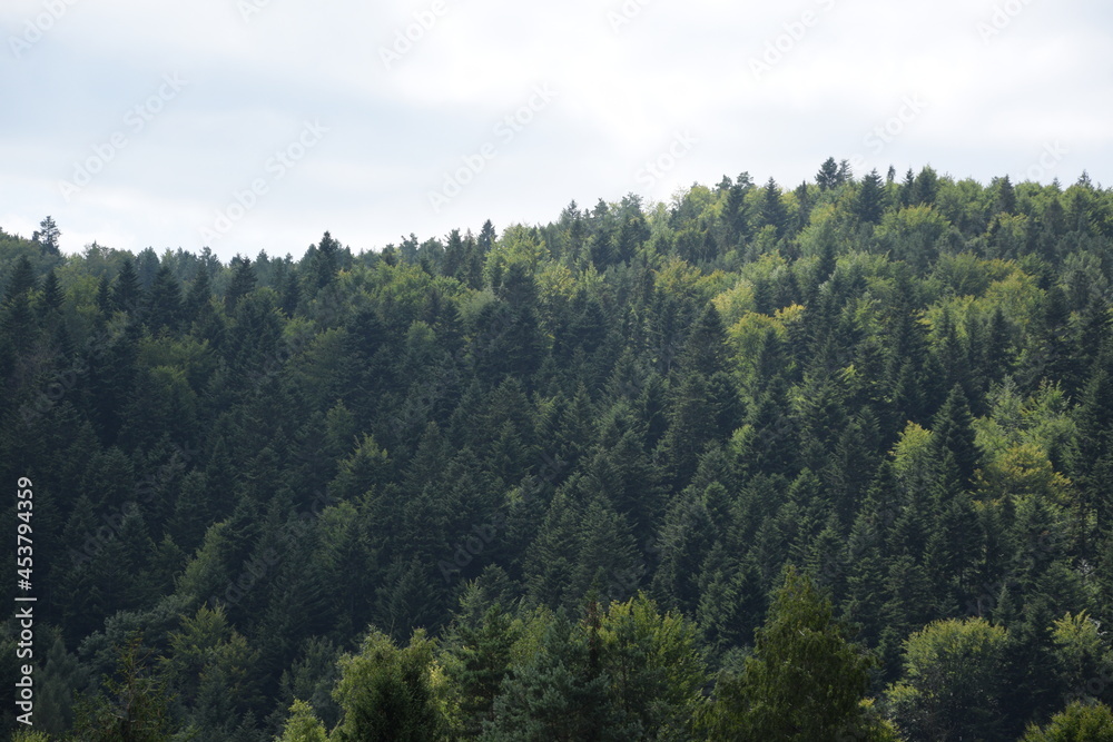 Green forest background, forest in mountains, trees in summer. Green forest background, forest in mountains, trees in summer.