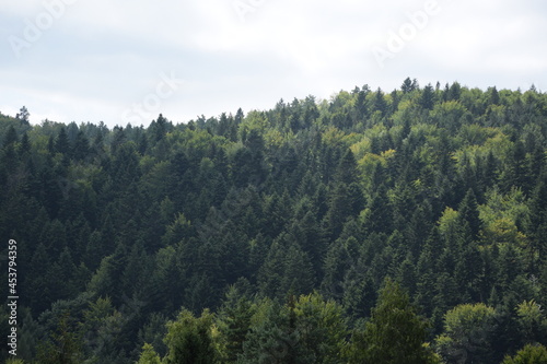 Green forest background, forest in mountains, trees in summer.