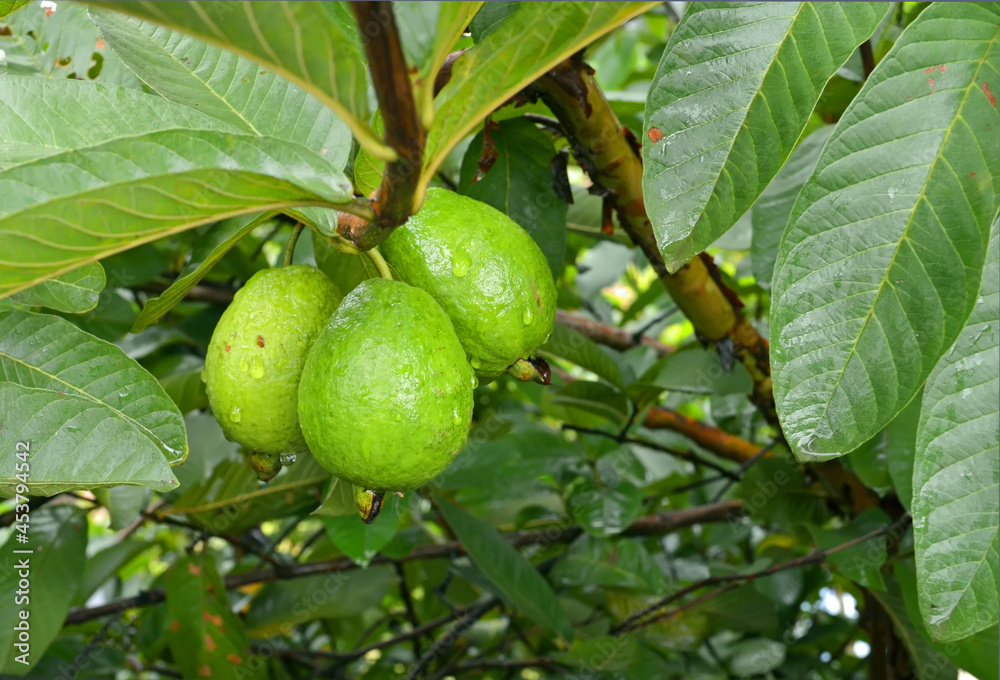 Fresh Guava fruits  (Psidium guajava) growing in a bunch on the plant