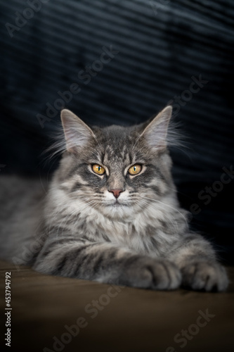 portrait of a cat
