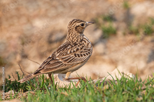 Oriental skylark showing its attitude