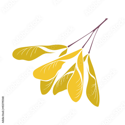 Hand drawn maple seeds. Botanical drawing. Element for cards, posters, stickers and professional design. Vector illustration.
