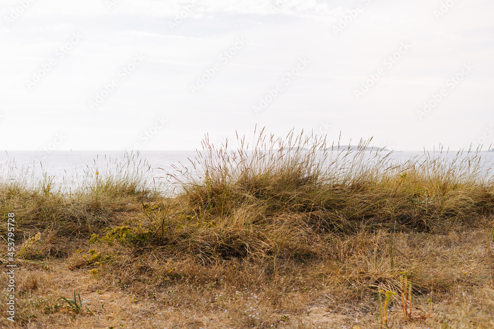 Dunes covered in vegetation near the ocean