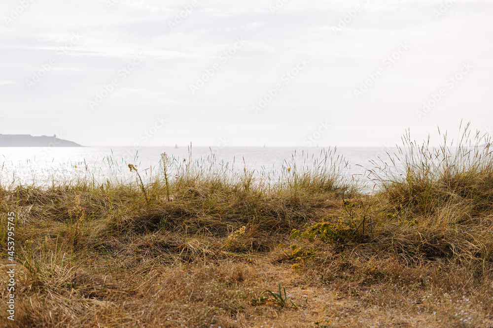 Dunes covered in vegetation near the ocean