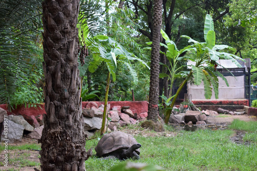 Galapagos Giant Tortoise. Big Turtle. Wildlife Stock Photograph Image