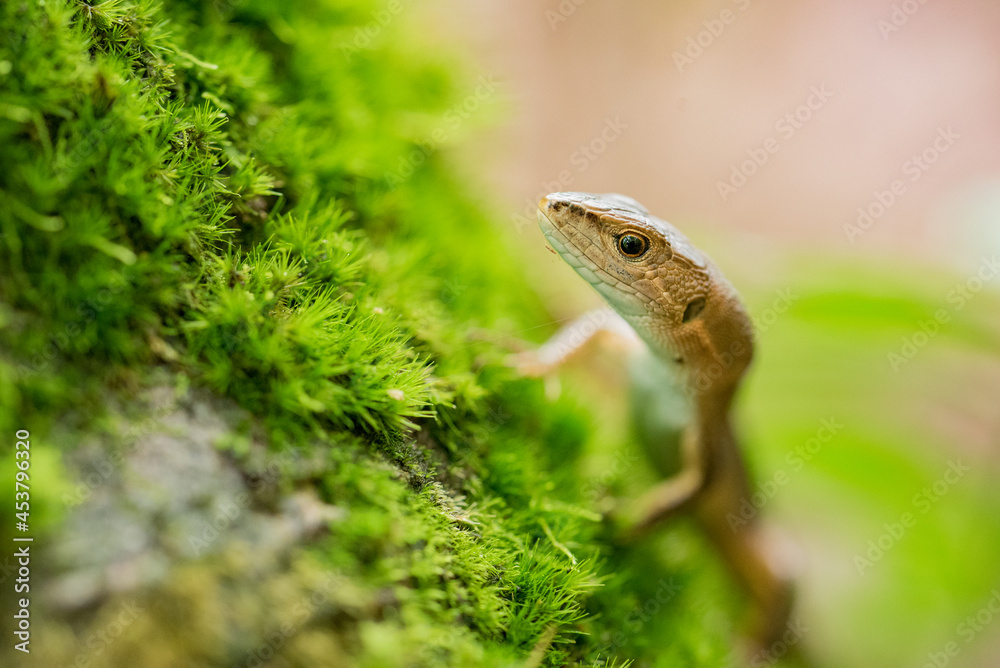 Naklejka premium トカゲ・苔