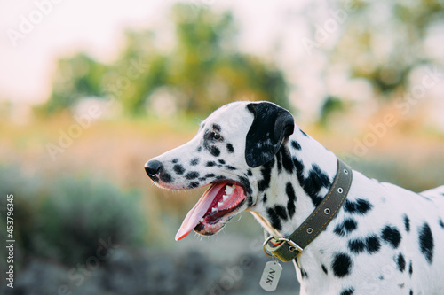 Portrait of Dalmatian dog with collar and name plate. photo