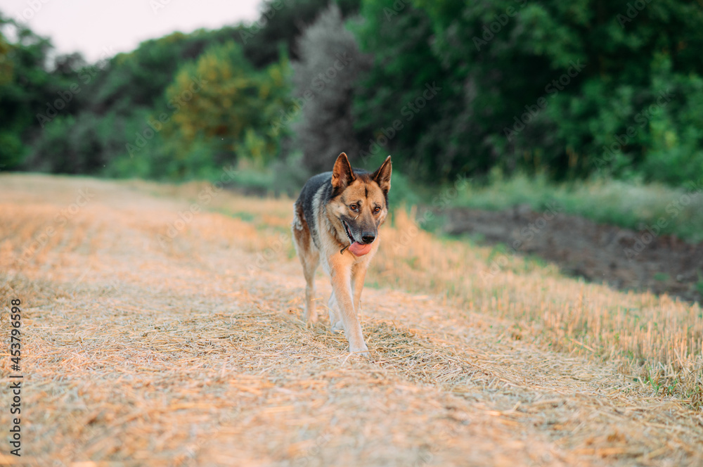 East-european shepherd dog goes on mown field.
