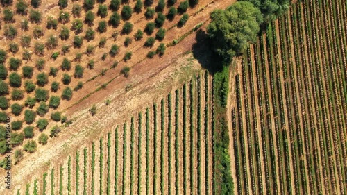 Tuscan countryside shot with drone at summer time. Top view of amazing cultivated fields in hot weather, arid fields,green trees,olive trees  photo