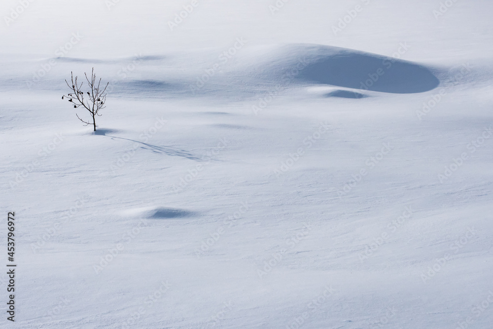 Obraz premium 雪原
