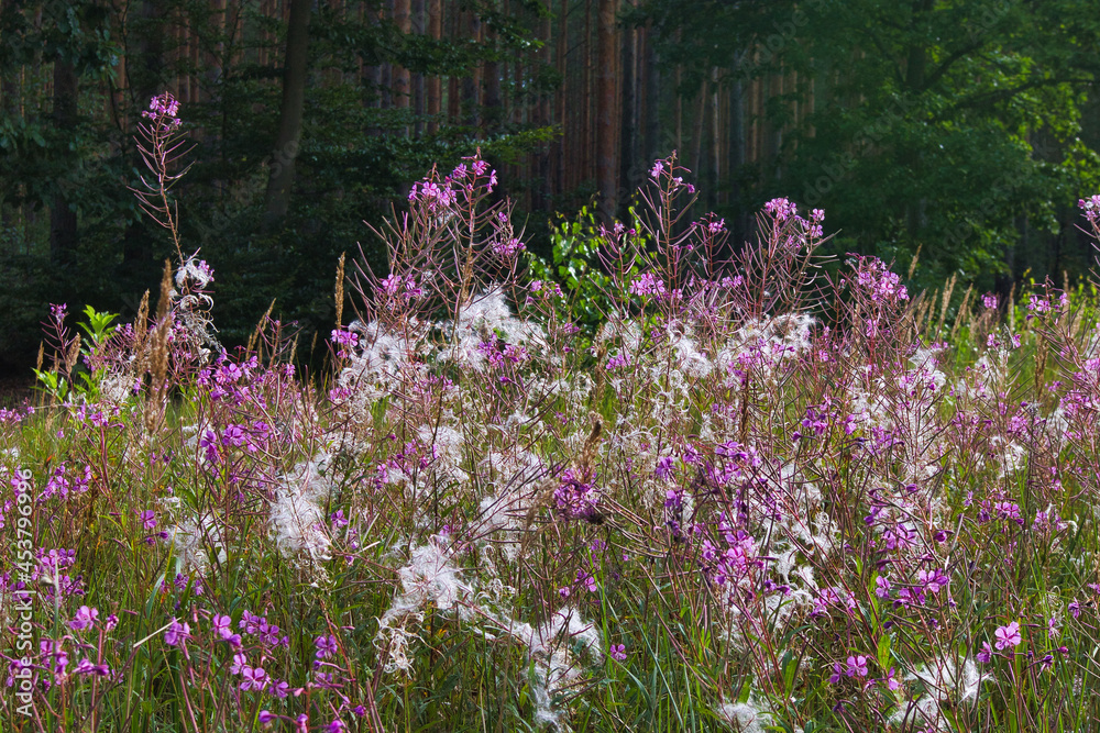 Fototapeta premium Blühende Wiese mit Schmalblättrigem Weidenröschen am Ufer des Kulkwitzer Sees, Naturlandschaft im Sommer bei Leipzig, Sachsen, Deutschland