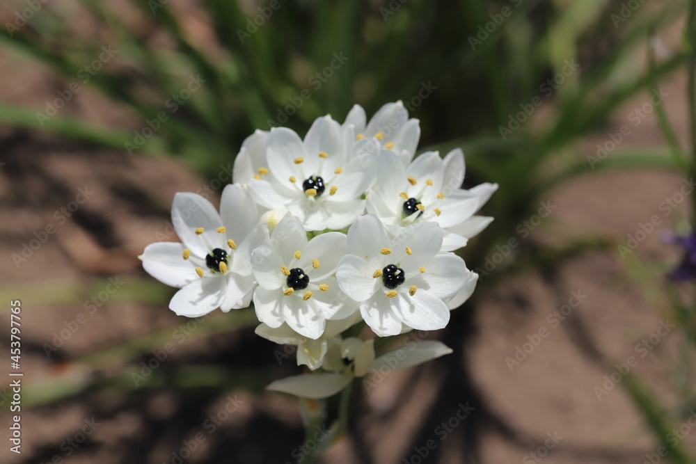 春の公園に咲くオーニソガラムアラビカムの白い花 Stock 写真 Adobe Stock
