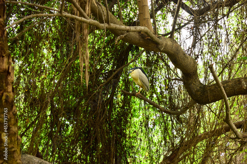 White birds on Tree at Zoo Park  