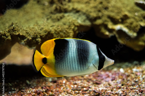 Принти на полотні Pacific double-saddle butterflyfish Chaetodon ulietensis fish underwater in sea
