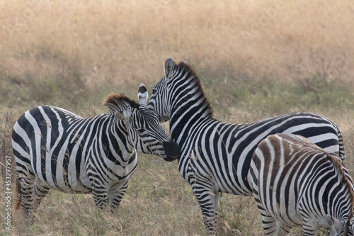 An affectionate zebra couple in Ngorongoro crater.