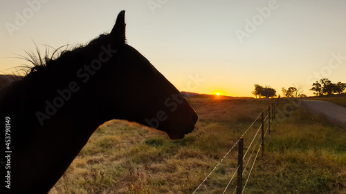 Silhouette image of horse in field at sunset
