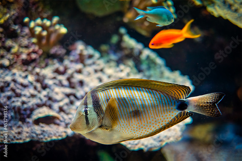Red Sea sailfin tangfish underwater in sea