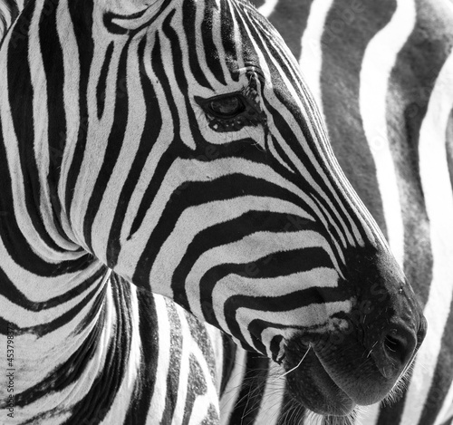 Close up of the black and white stripes of a zebra.