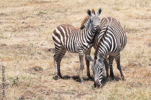 A zebra foal stays close to its mother in Ngorongoro crater.