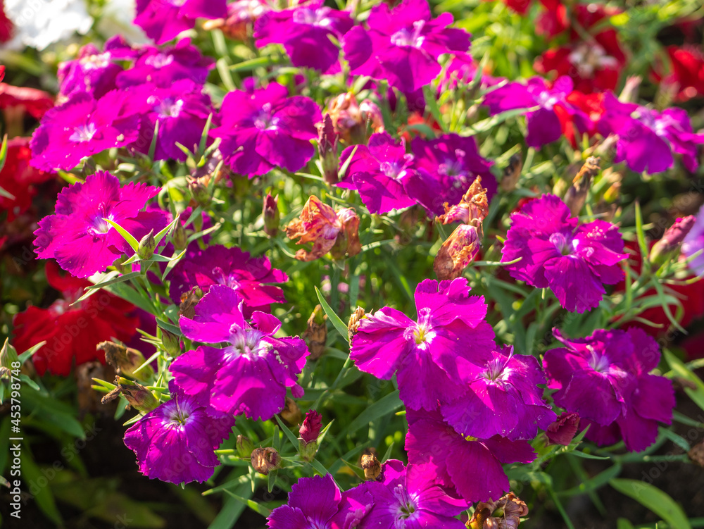 Bright pink flowers in the city flowerbed. Close-up