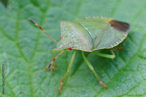 Closeup on an adult of the the green shieldbug, Palomena prasina photo