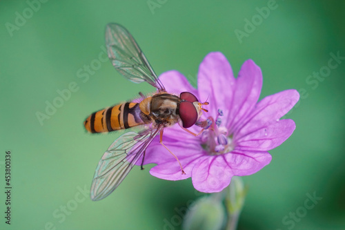 Closeup of a Marmelade hoverfly, Episyrphus balteatus sipping ne photo