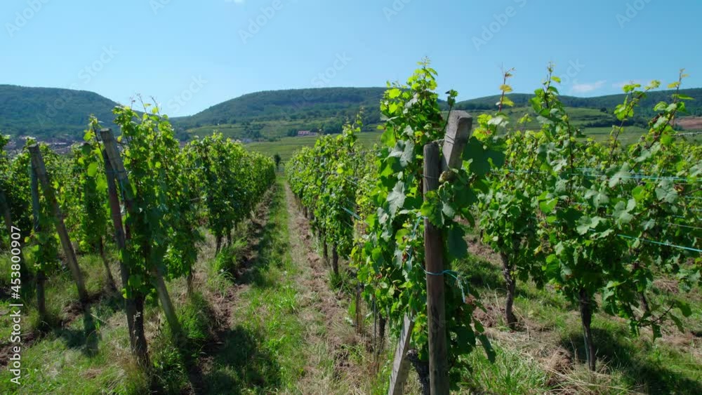 A vineyard in France, a walk between the vines. A vineyard in France, a walk between the vines.
