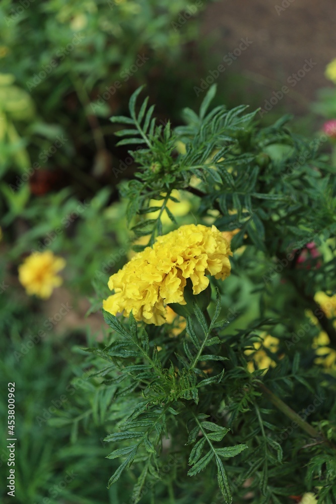 Close up of yellow marigold spring flower India flower Close up of yellow marigold spring flower India flower