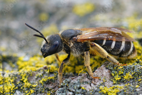 Closeup of a female of the orange-legged furrow bee  Halictus rubicundu photo