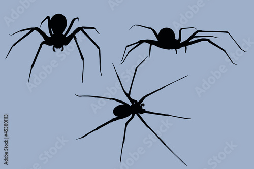 Collection of poisonous spiders. Hermit spider outline drawing vector for halloween
