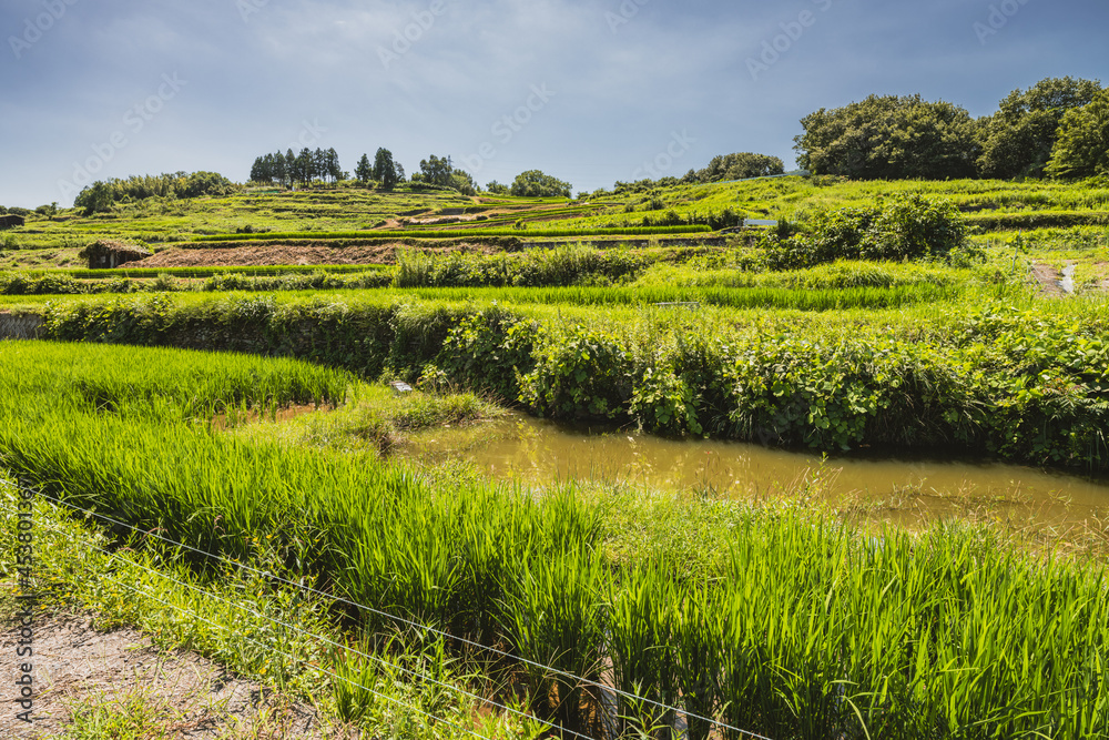 香川県 豊島 米の稲を育てる夏の唐櫃棚田 旅 Stock Photo Adobe Stock